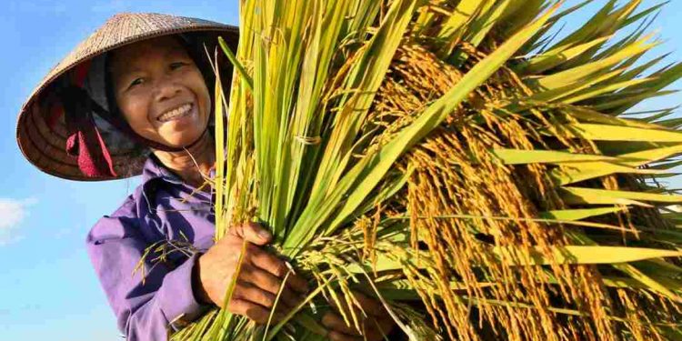 Những giai đoạn phát triển của nông dân trong lịch sử