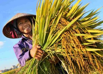 Những giai đoạn phát triển của nông dân trong lịch sử